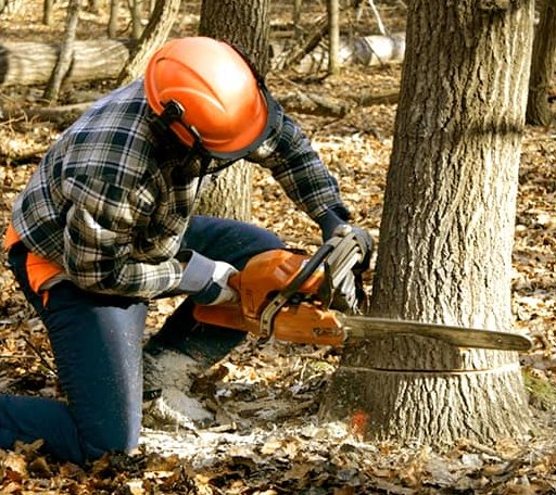 Tree Removal in Bluffs, IL